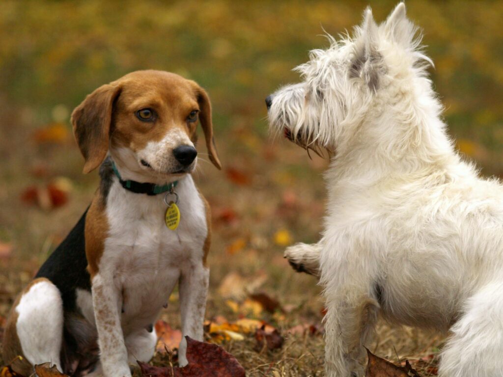 Der Einfluss von Hundegesellschaft: Warum das Umfeld wichtig ist