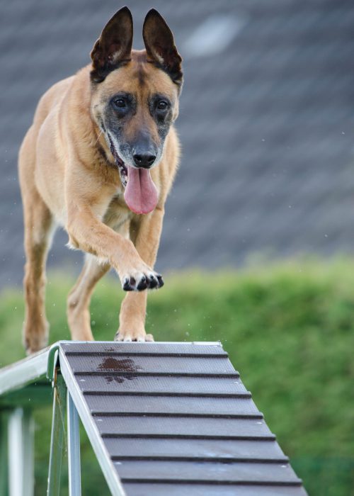 Malinois-training-scaled.jpg